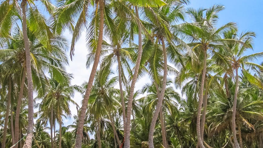 Palm trees coconut in Samana Peninsula, where the 7 beaches hike is great for novices