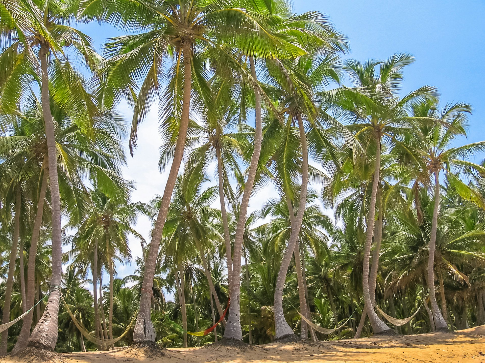 Palm trees coconut in Samana Peninsula, where the 7 beaches hike is great for novices