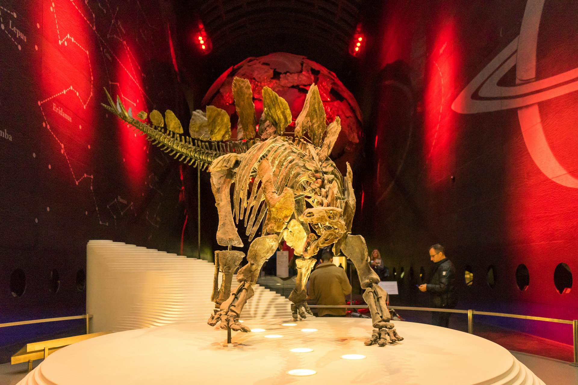 A stegosaurus skeleton stand in an exhibition as tourists walk around it