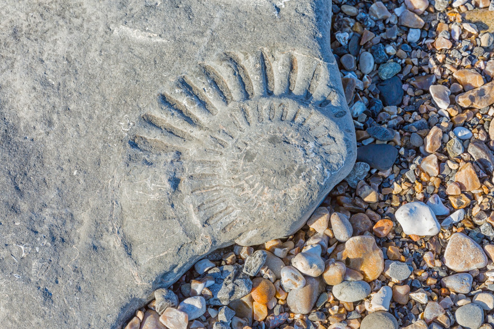 A large ammonite fossil in a beach boulder at Lyme Regis on Dorset's Jurassic Coast 