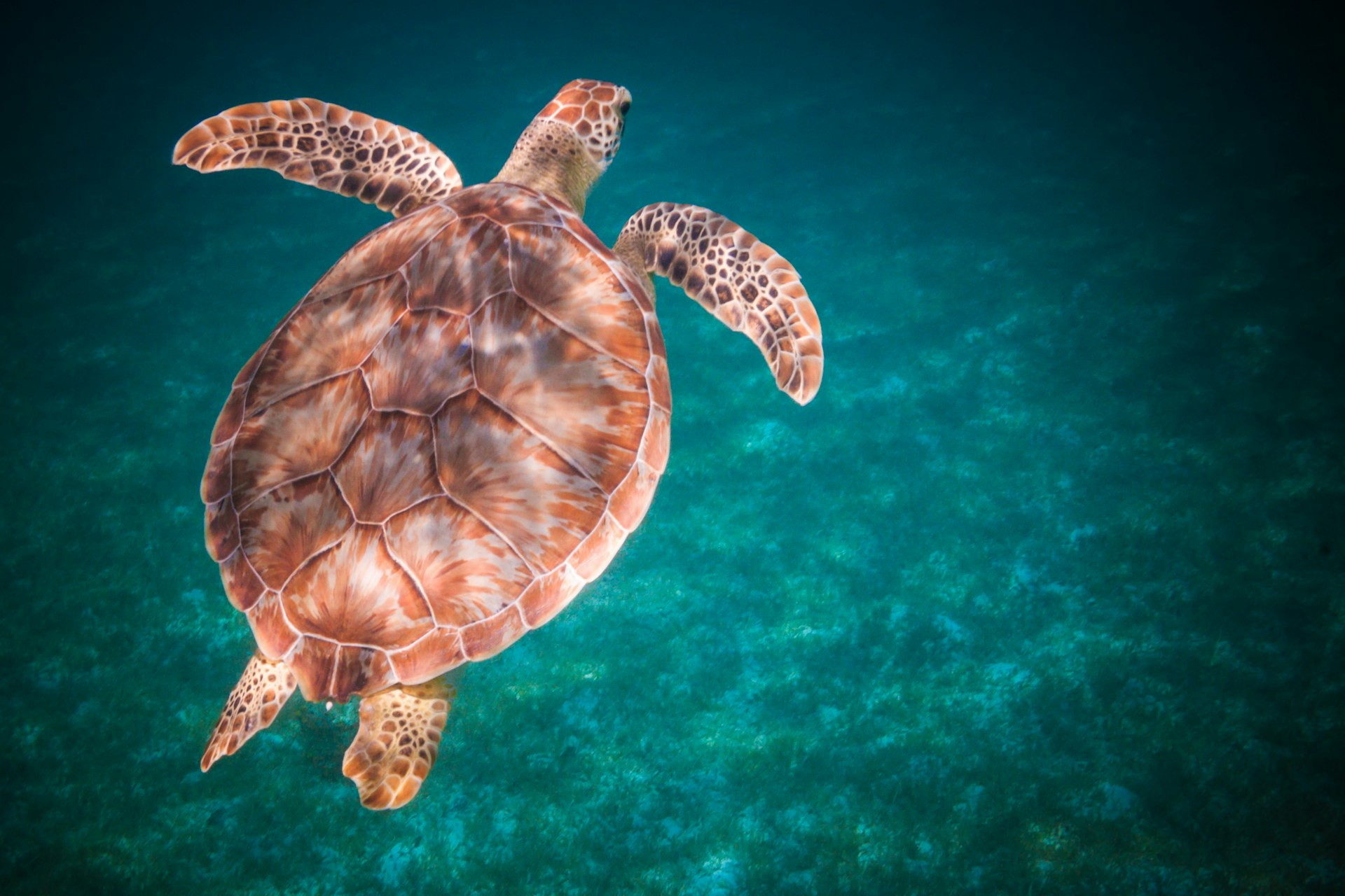 A sea turtle shot underwater, from above, in the waters off St Thomas, US Virgin Islands, Caribbean, USA