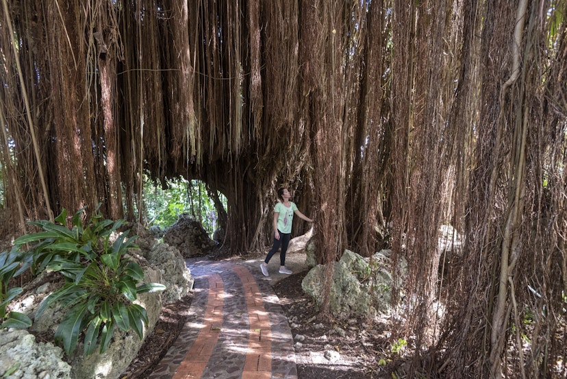 Woman admires dangling tree roots in the Andromeda Botanical Garden, Barbados