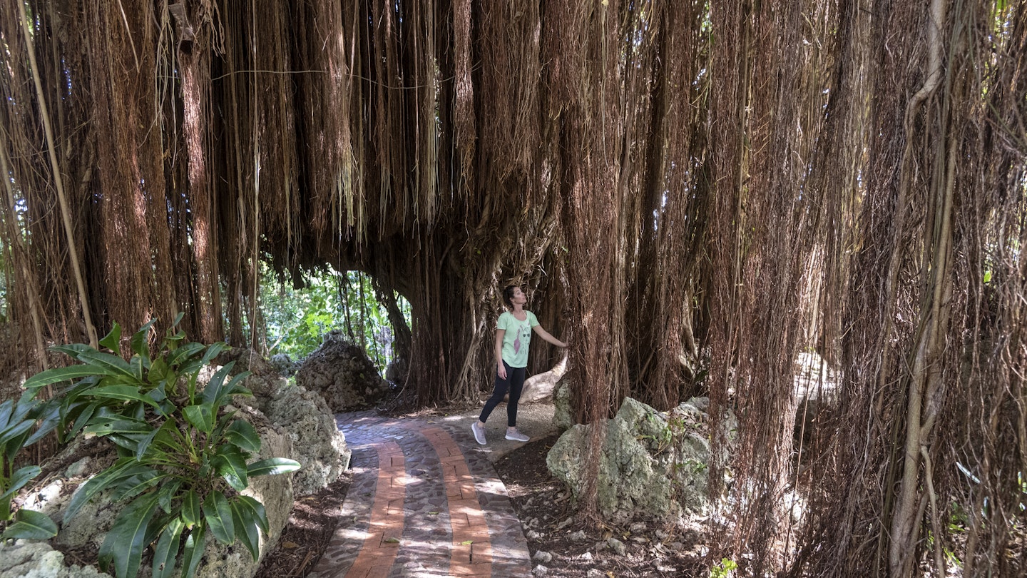Woman admires dangling tree roots in the Andromeda Botanical Garden, Barbados