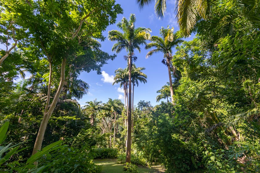 De grands palmiers au Flower Forest Botanical Garden à la Barbade