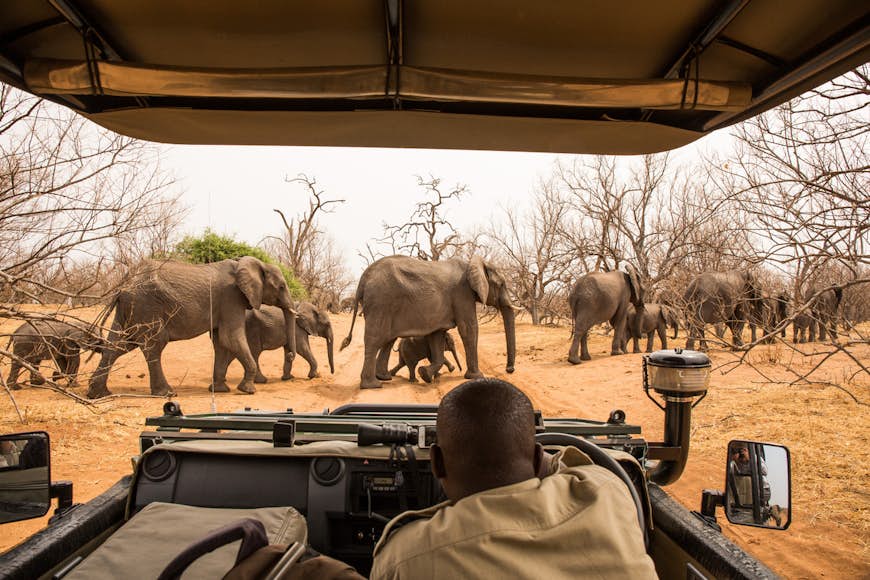 Elephants crossing the road in Chobe National Park, Botswana