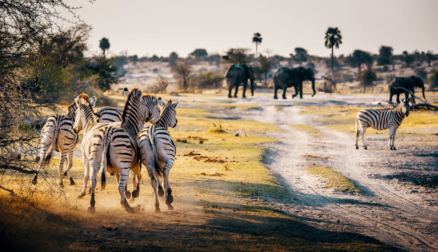 Zebras group together and dash towards a water hole as the sun sets; an elephant is in the distance