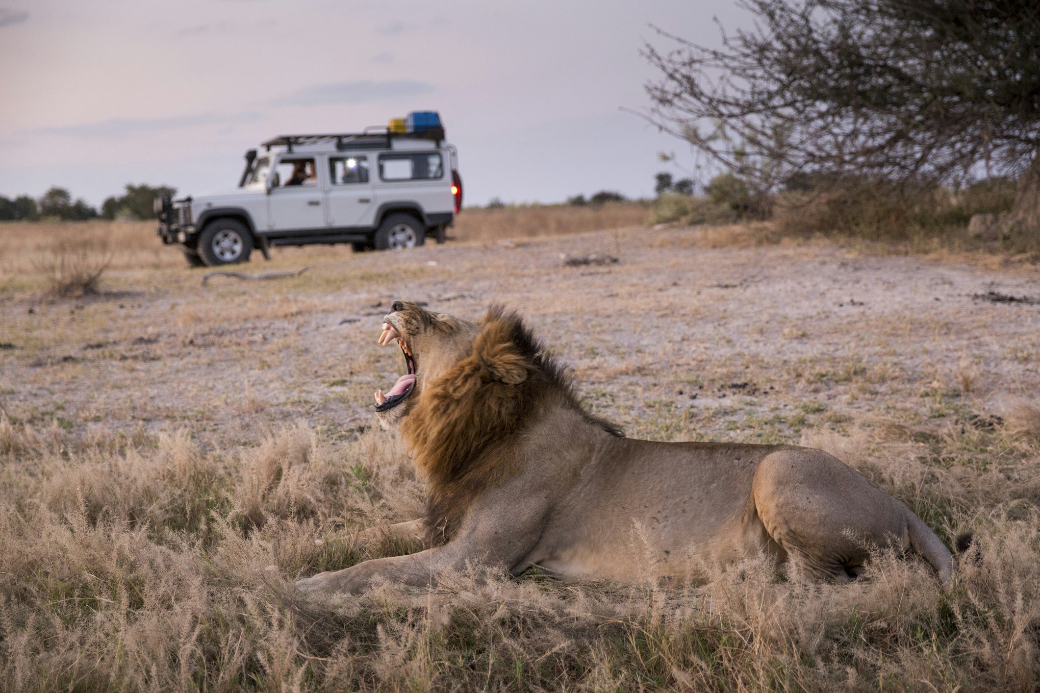 A lion yawns as it rests on the dirt. Behind it is a white safari truck with a couple of passengers
