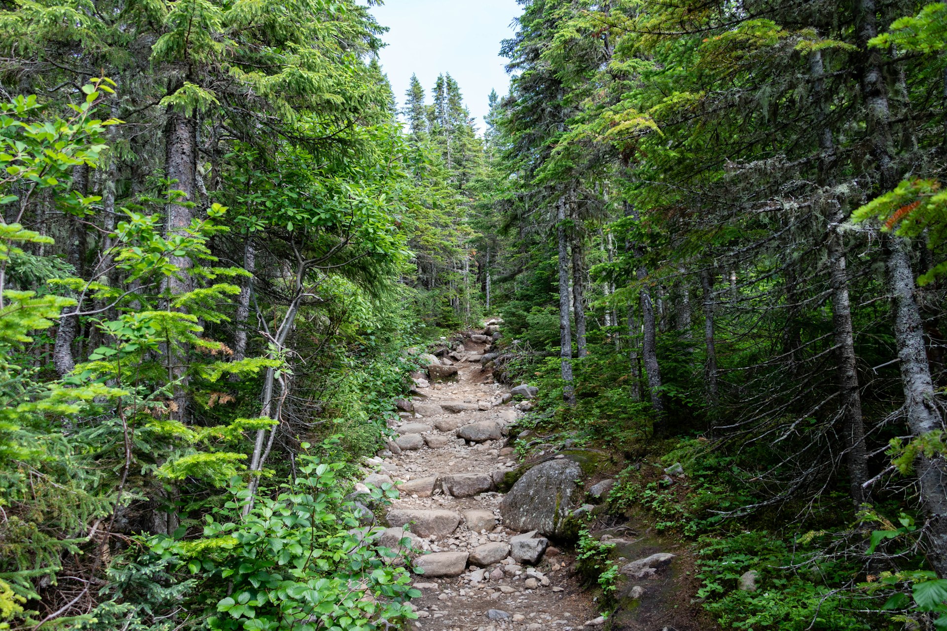 A path through Parc National du Grands-Jardins in the Charlevoix region in Quebec, Canada