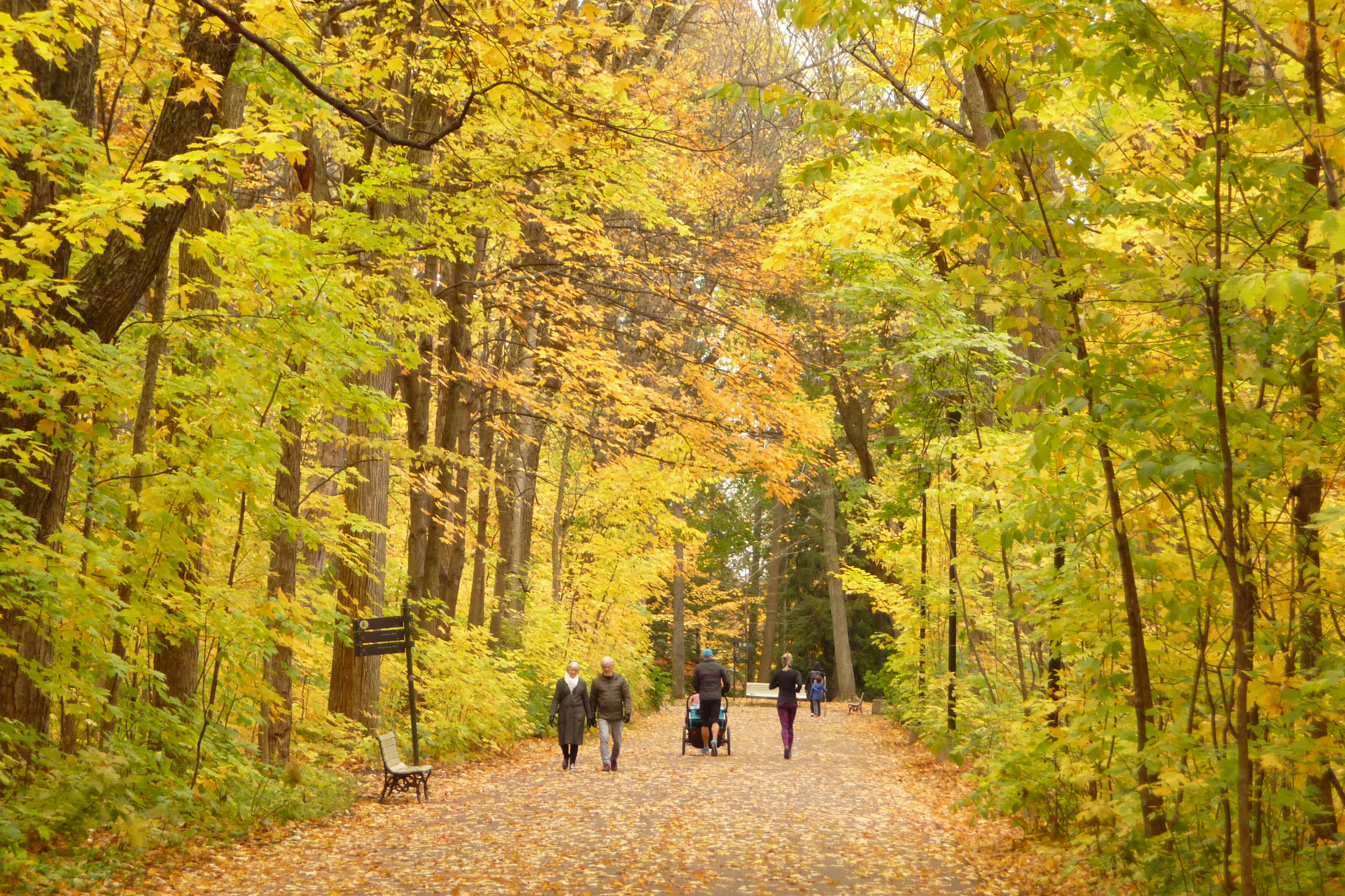 People walking a path lined with trees bearing autumn foliage at Parc du Bois-de-Coulonge