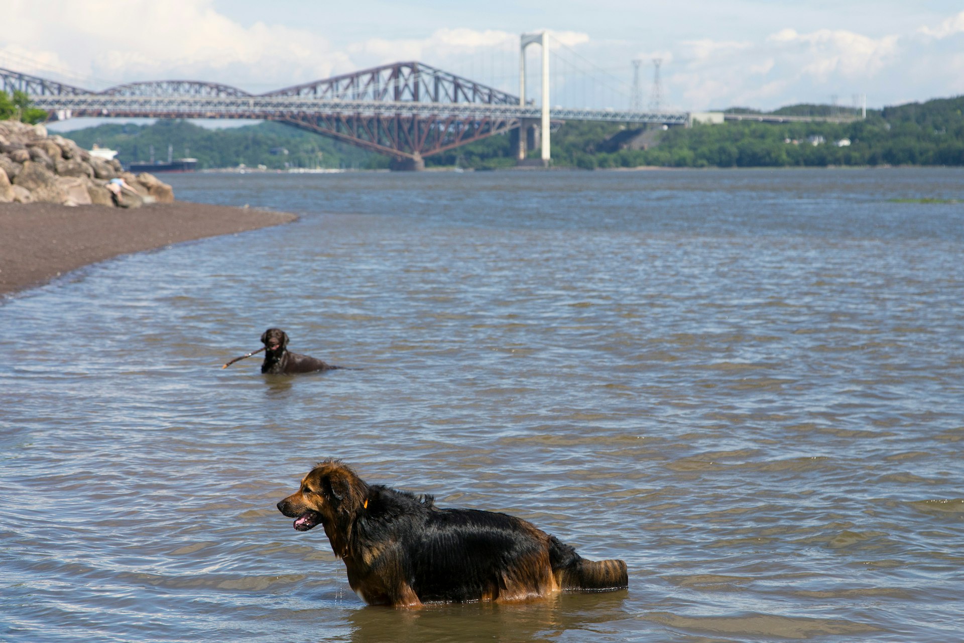 Dark long-haired dog wades in the St Lawrence River, Québec City, Québec, Canada