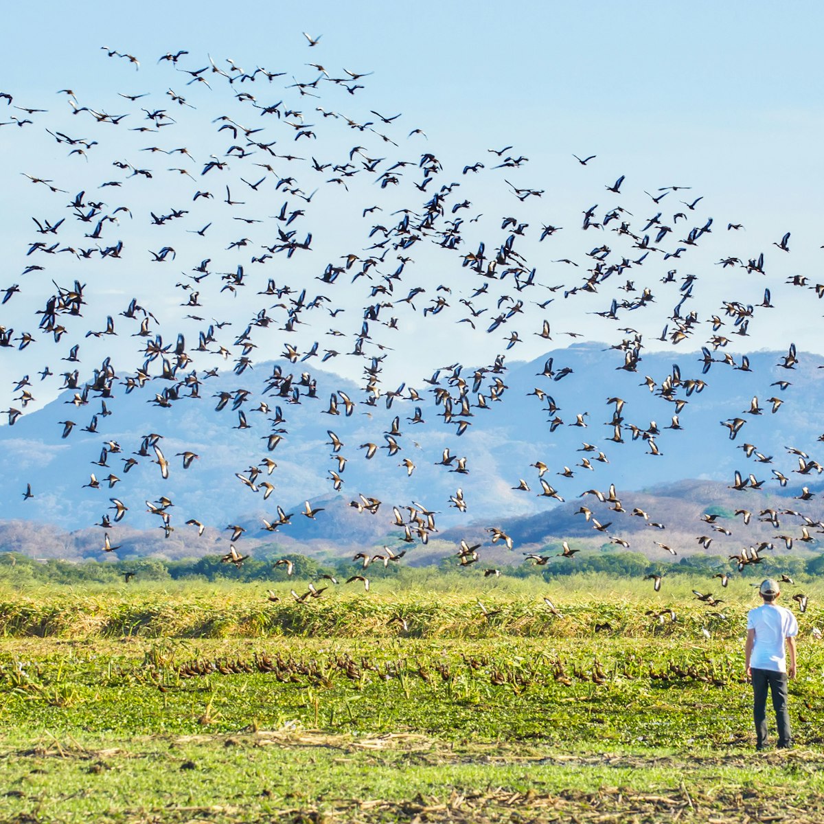 Black-bellied whistling ducks at Palo Verde National Park.