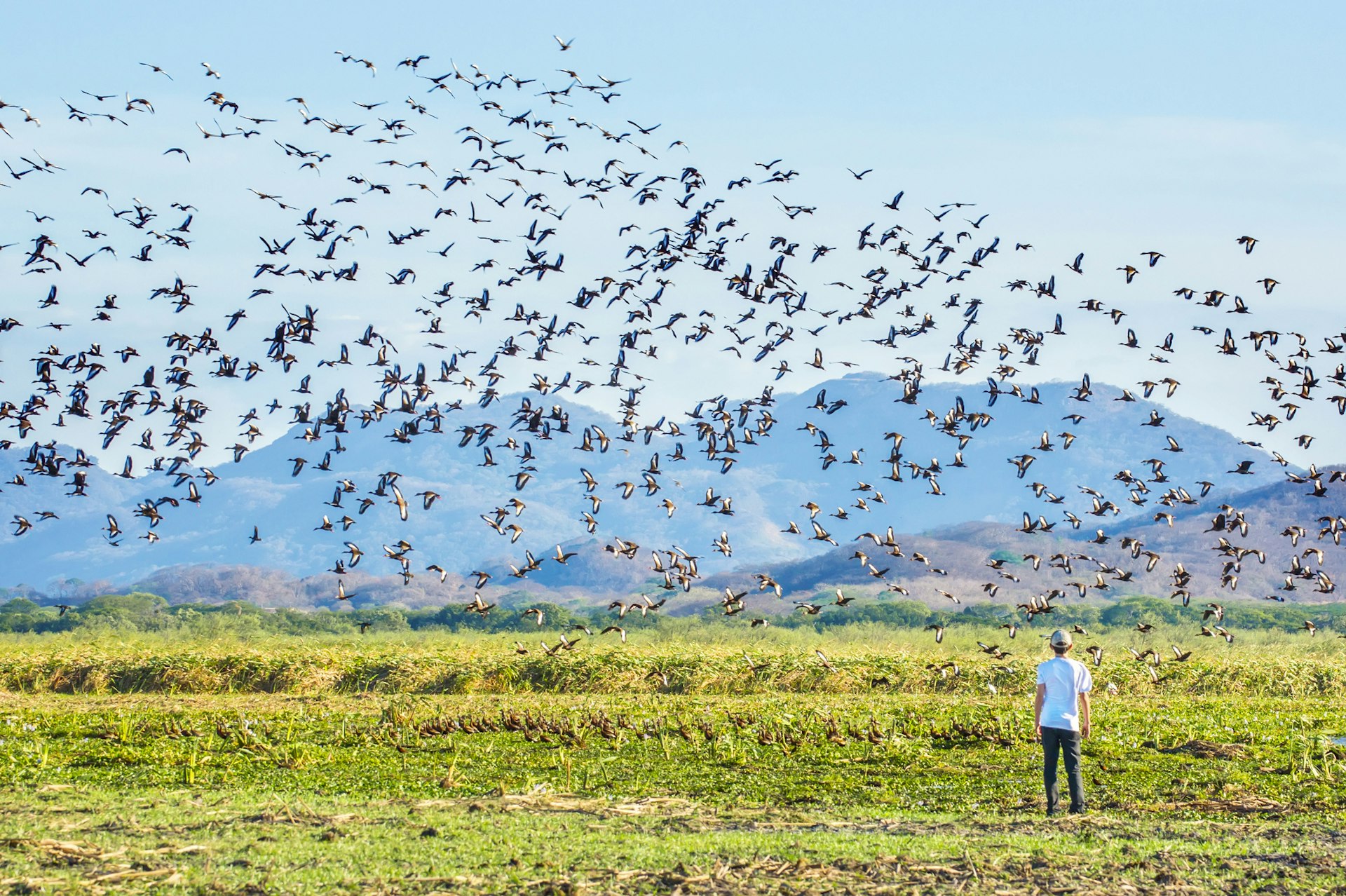 A teenager stands on the edge of a wetland as a huge flock of birds flies overhead
