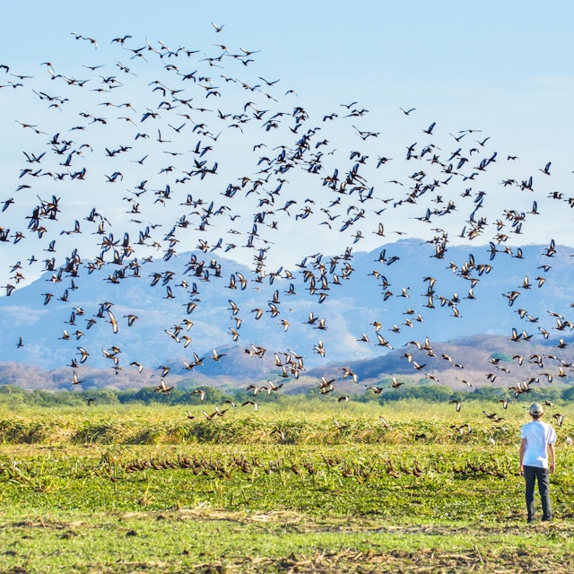 Black-bellied whistling ducks at Palo Verde National Park.
