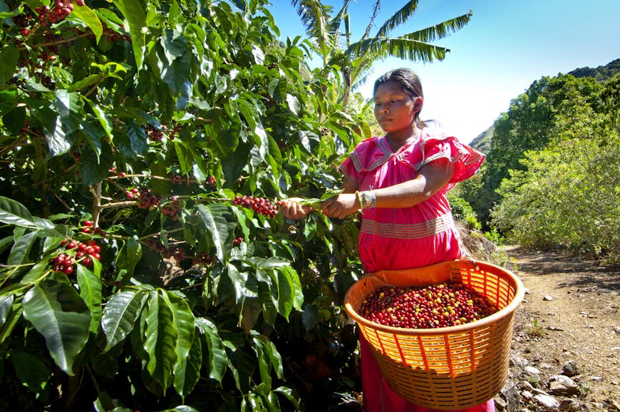 Una mujer vestida con un traje tradicional panameño recoge cerezas de café de un arbusto y las deja caer en una canasta.