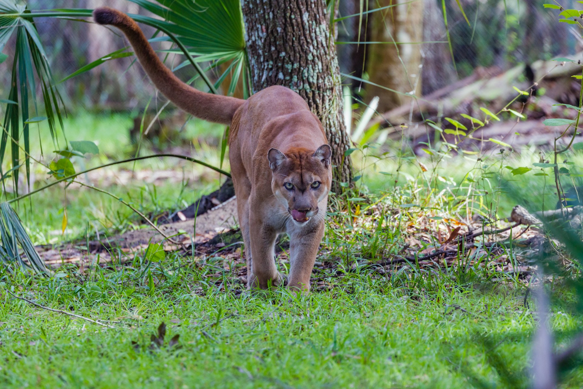 A Florida panther, finished eating, walks toward camera, Everglades National Park, Florida, USA
