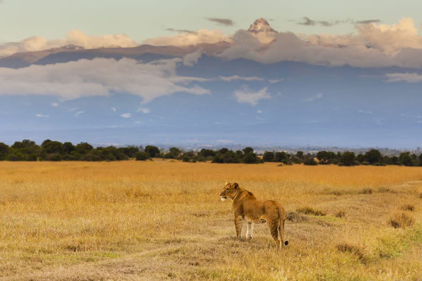 A lioness with Mt Kenya rising in the background