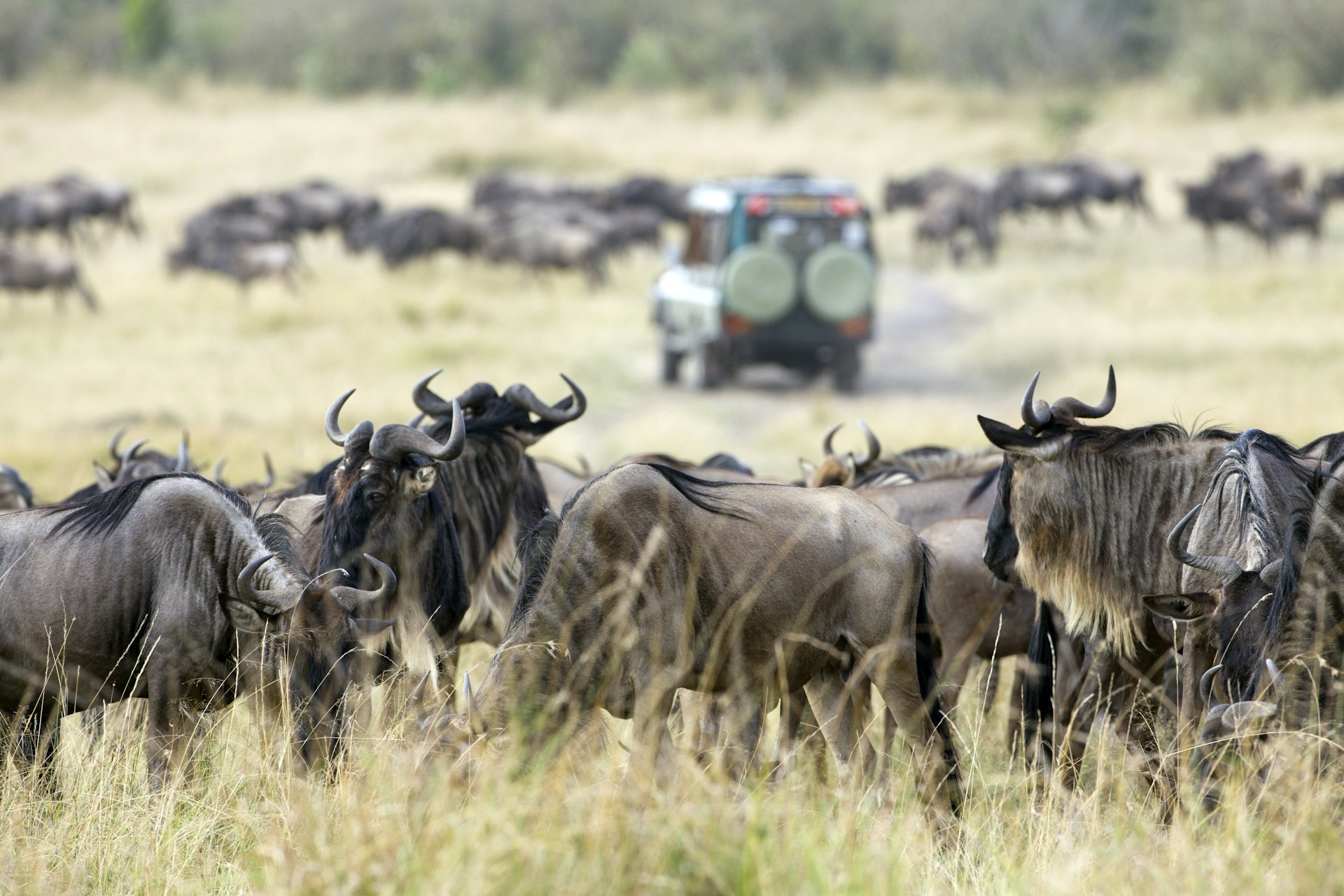 Wildebeests grazing the Savannah during the annual migration in Kenya
