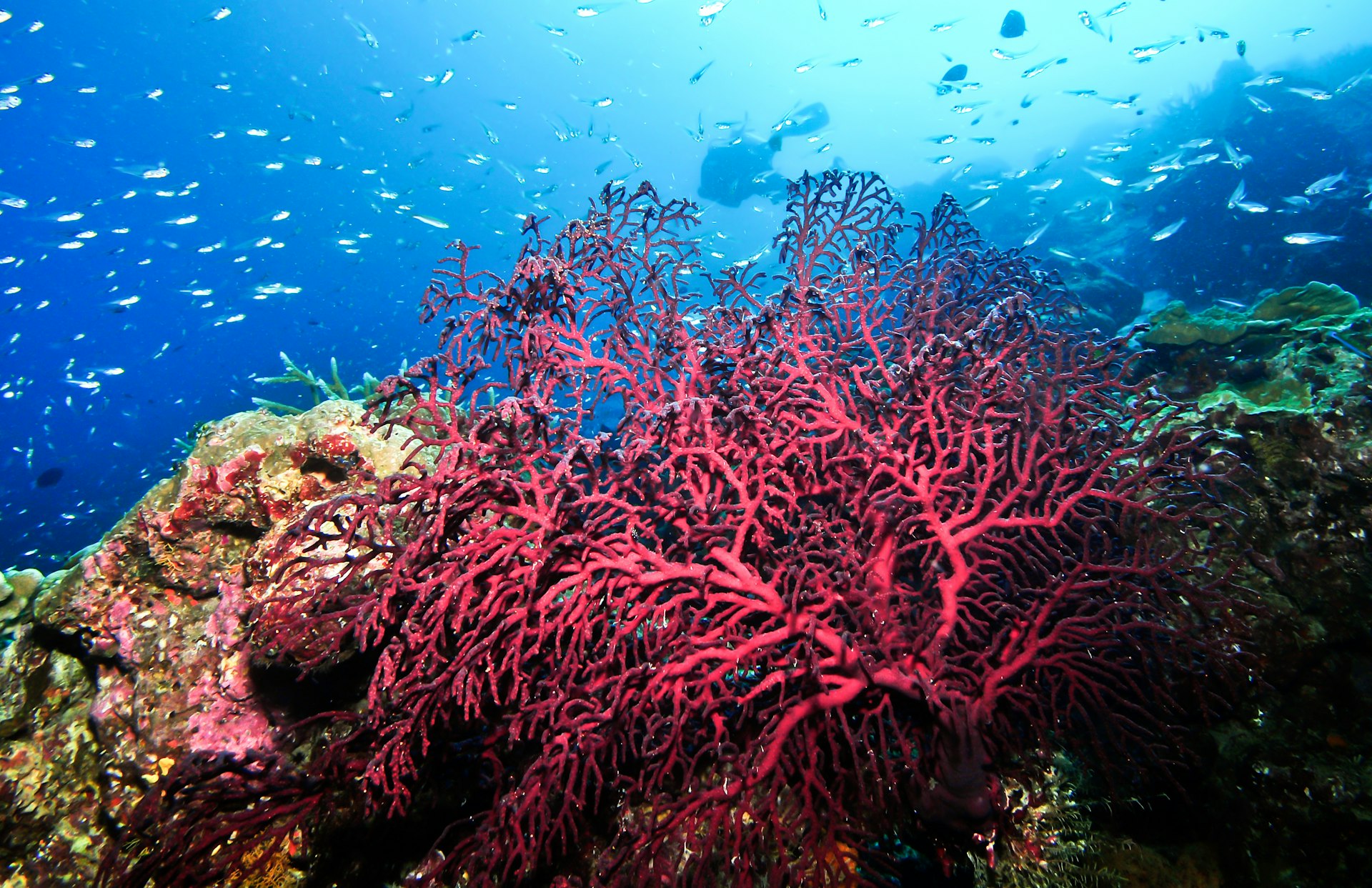 Gorgonia coral with small fish and a scuba diver in Mombasa, Kenya