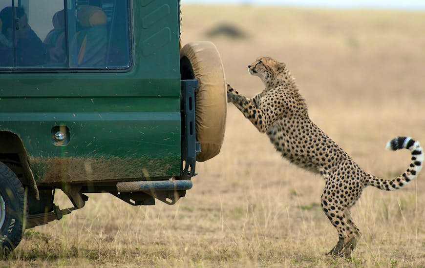Cheetah reaching up to vehicle on safari in Kenya