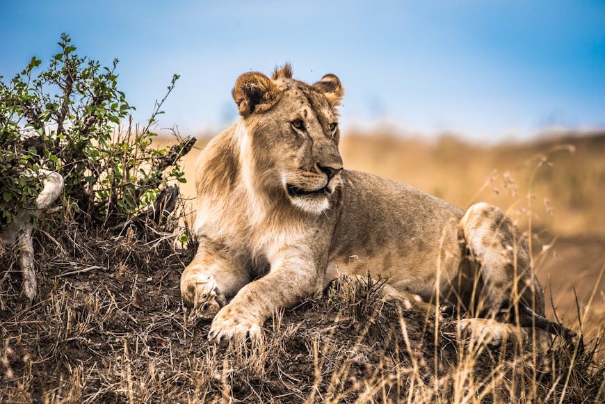 A lion in the Masai Mara National Reserve in Kenya