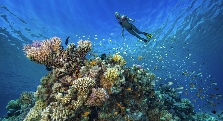 A female snorkeler swims above a coral reef near Hurghada.