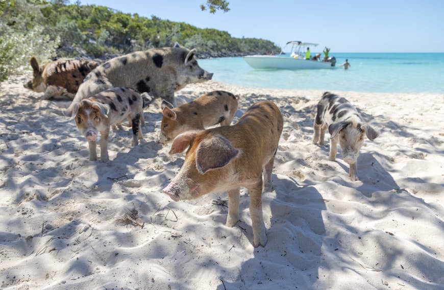 Swimming pigs on beach, Exumas, Bahamas with a boat in the background