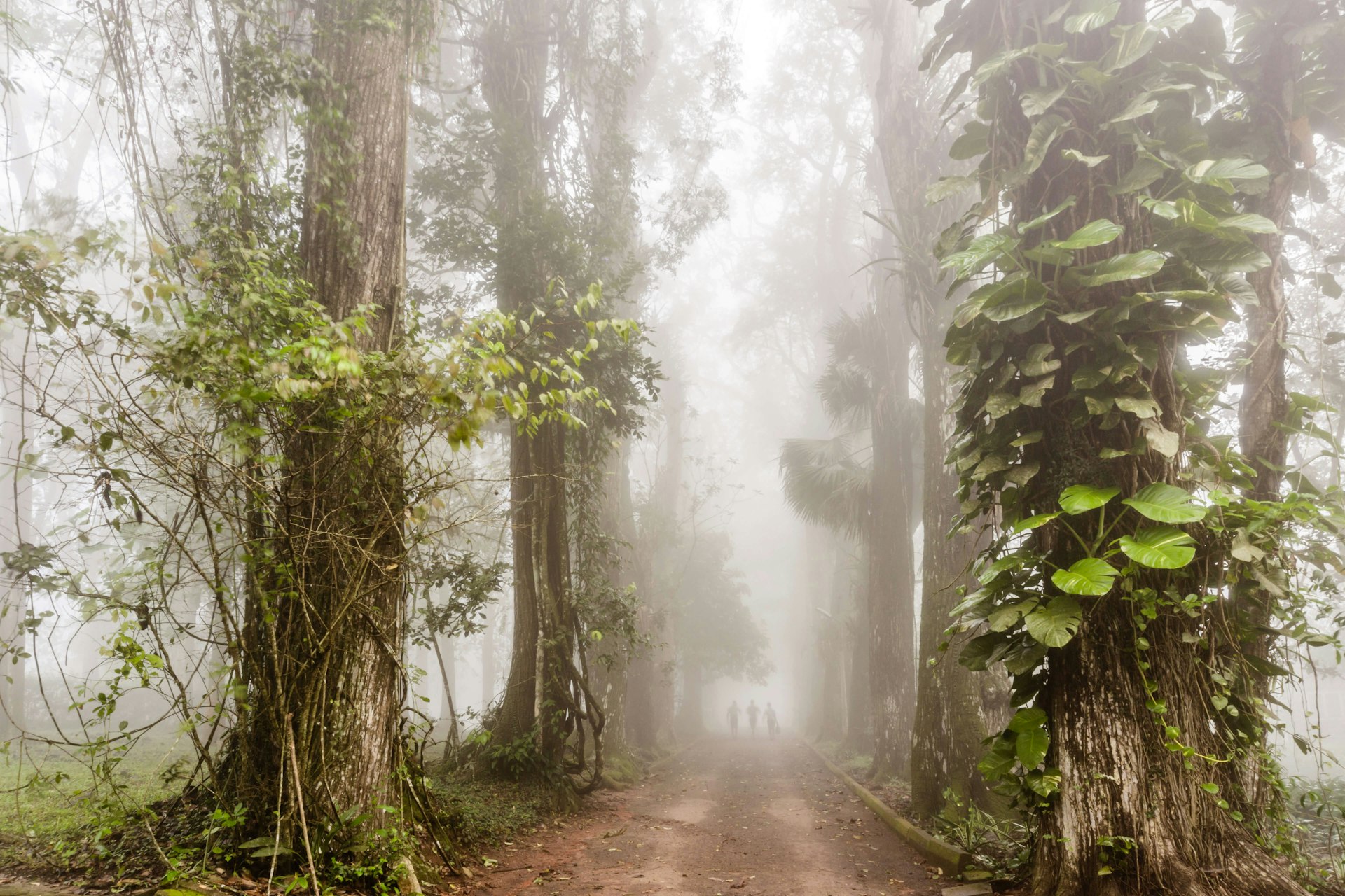 Shadowy figures in the distant mist in a botanical garden dominated by huge trees