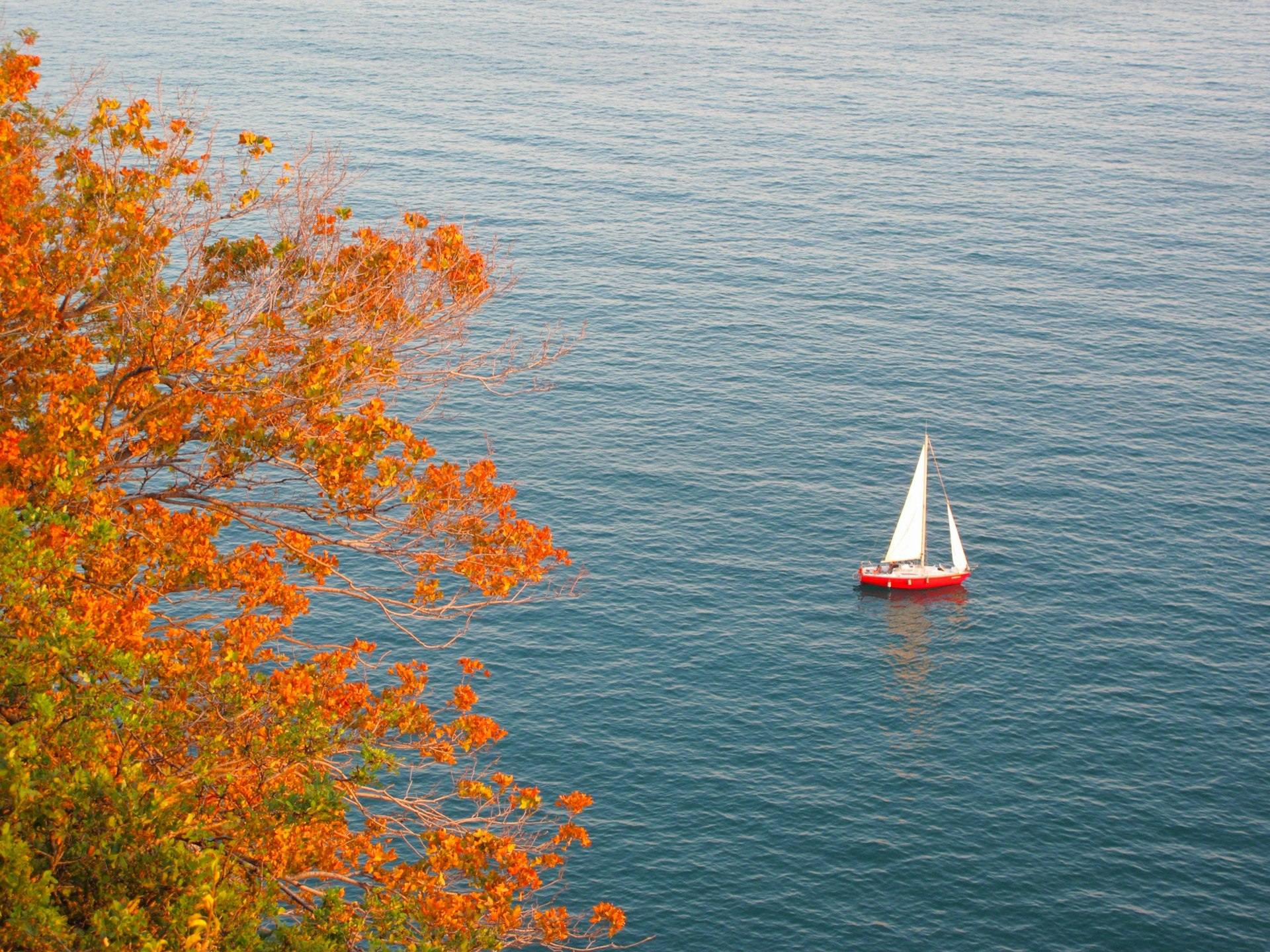 Autumn,Sea,Scenery.,Colorful,Tree,With,Sail,Ship,On,The