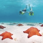 Young couple underwater snorkelling with starfish all over the seabed in Roatan, Honduras
