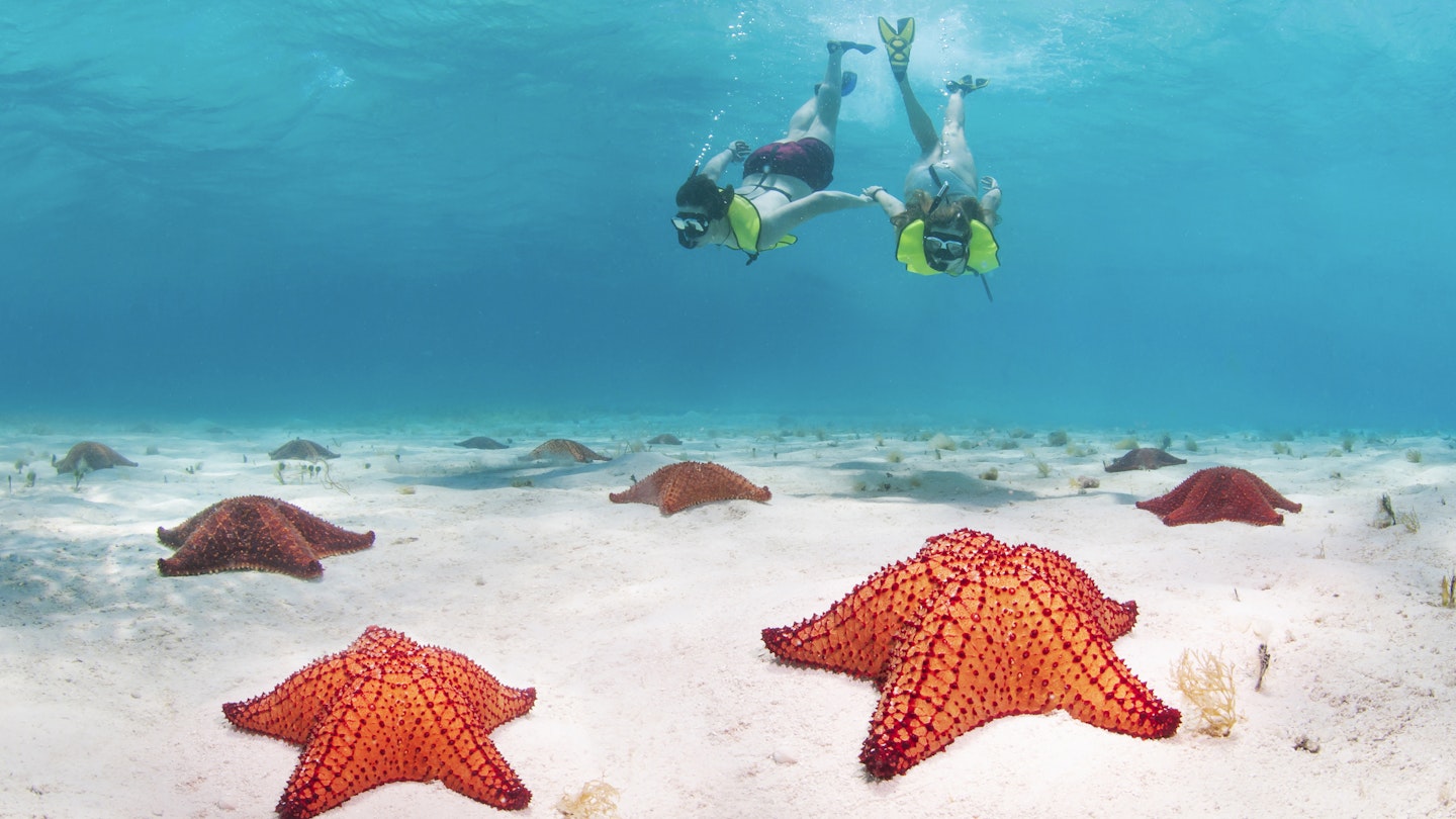 Young couple underwater snorkelling with starfish all over the seabed in Roatan, Honduras