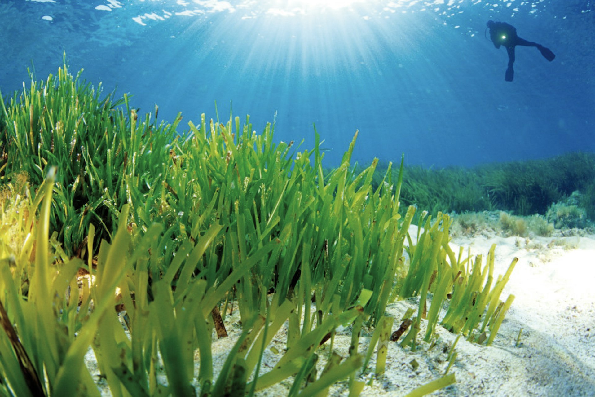 The Posidonia oceanica (Neptune grass) of Ibiza