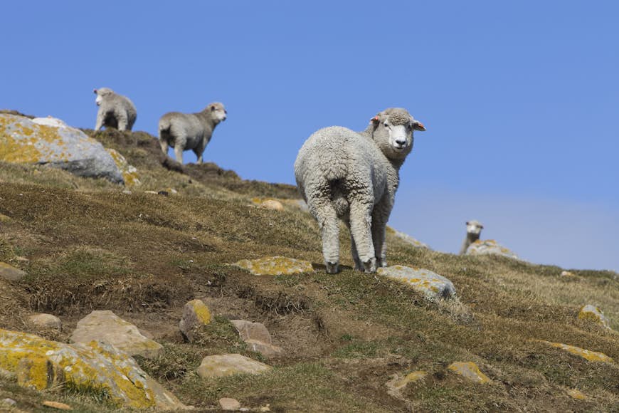 Flock of sheep on hills above Wood Cove in Falkland Islands