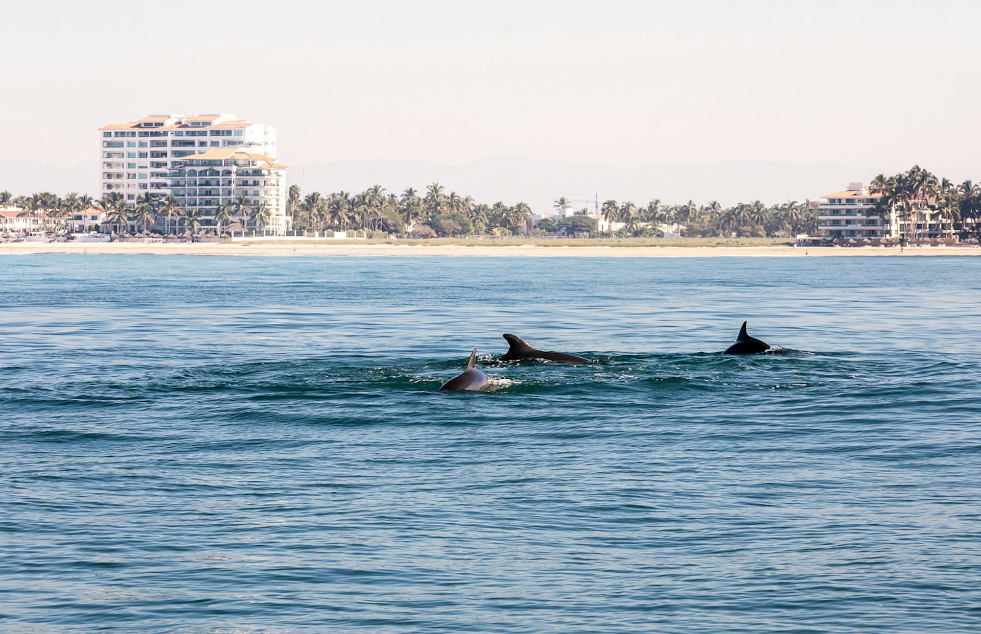 Dolphins swimming in the ocean near the coastal town of Puerto Vallarta