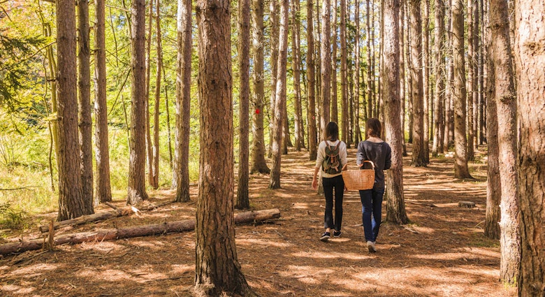 Two teenager girl hiking in the pine's forest. Pennsylvania, Poconos.