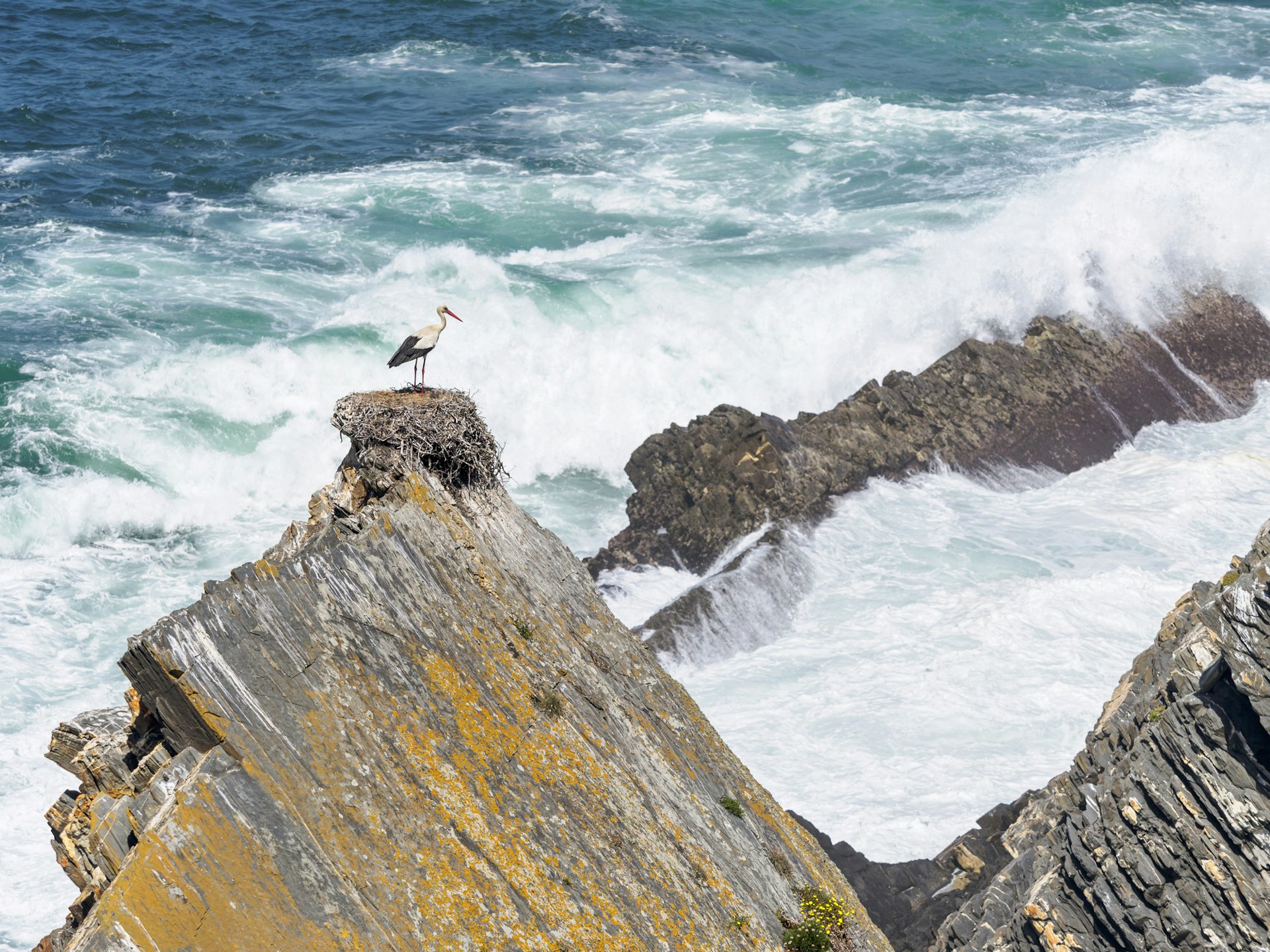 A stork nesting on a huge rock by the sae at Parque Natural do Sudoeste Alentejano e Costa Vicentina
