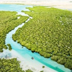 Mangroves in Qatar