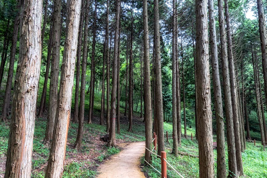 Une vue sur le sentier forestier de Mujangye et les cyprès hinoki à Jindo, Corée du Sud 