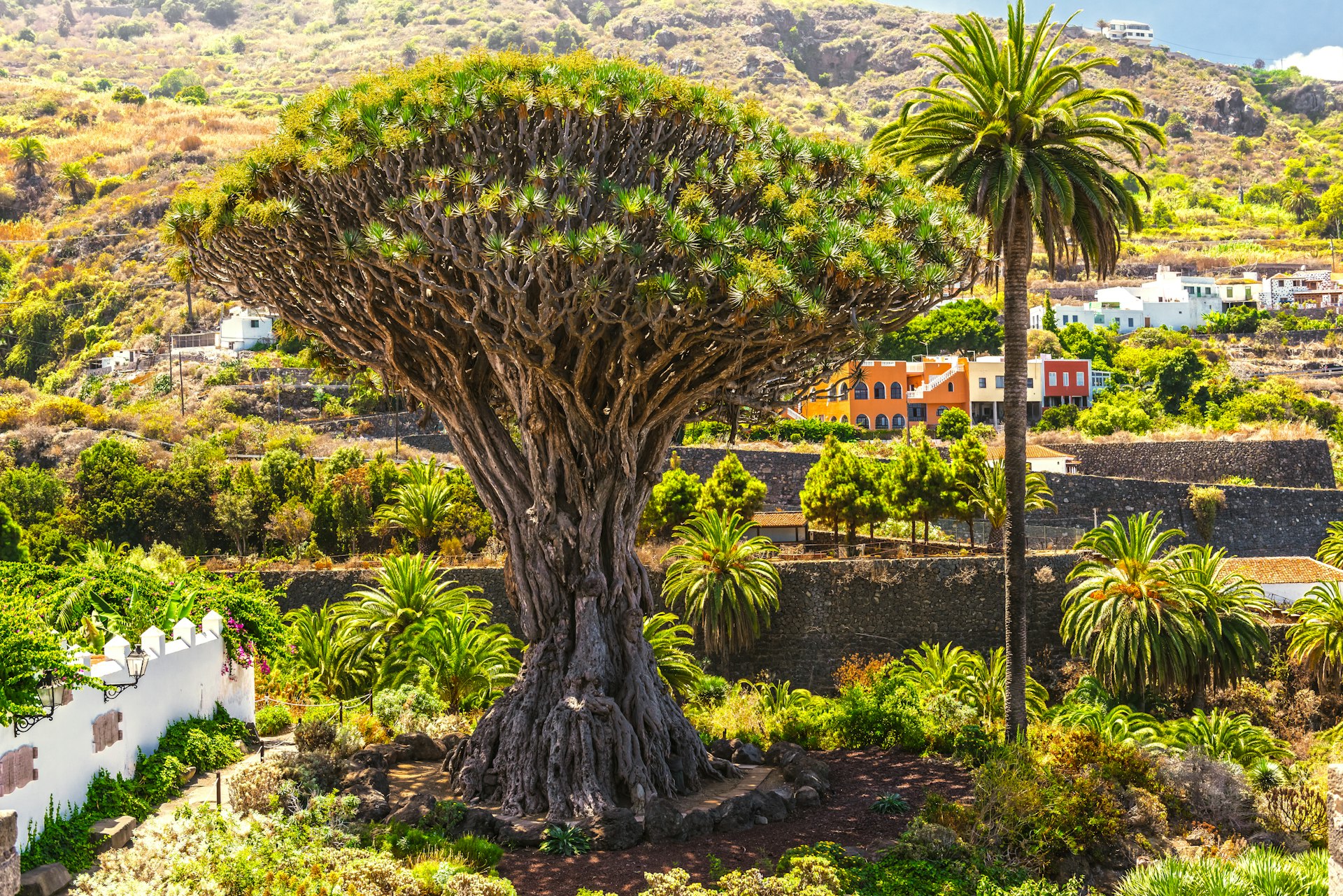 Millennial Drago tree at Icod de los Vinos, Tenerife