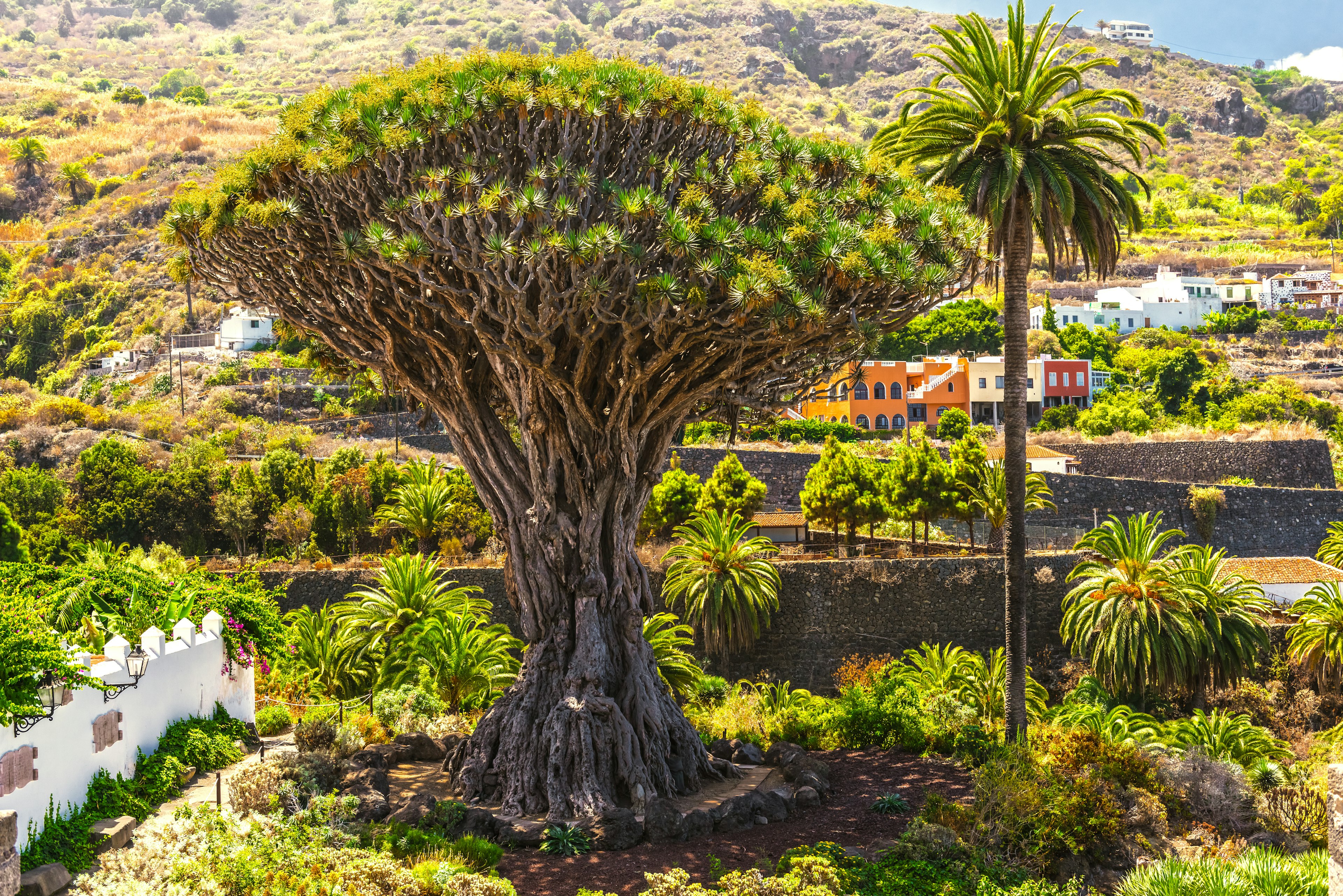 Millennial Drago tree at Icod de los Vinos, Tenerife