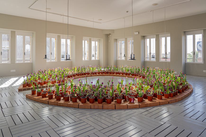 A semicircle of tulips arranged for an indoor art exhibit