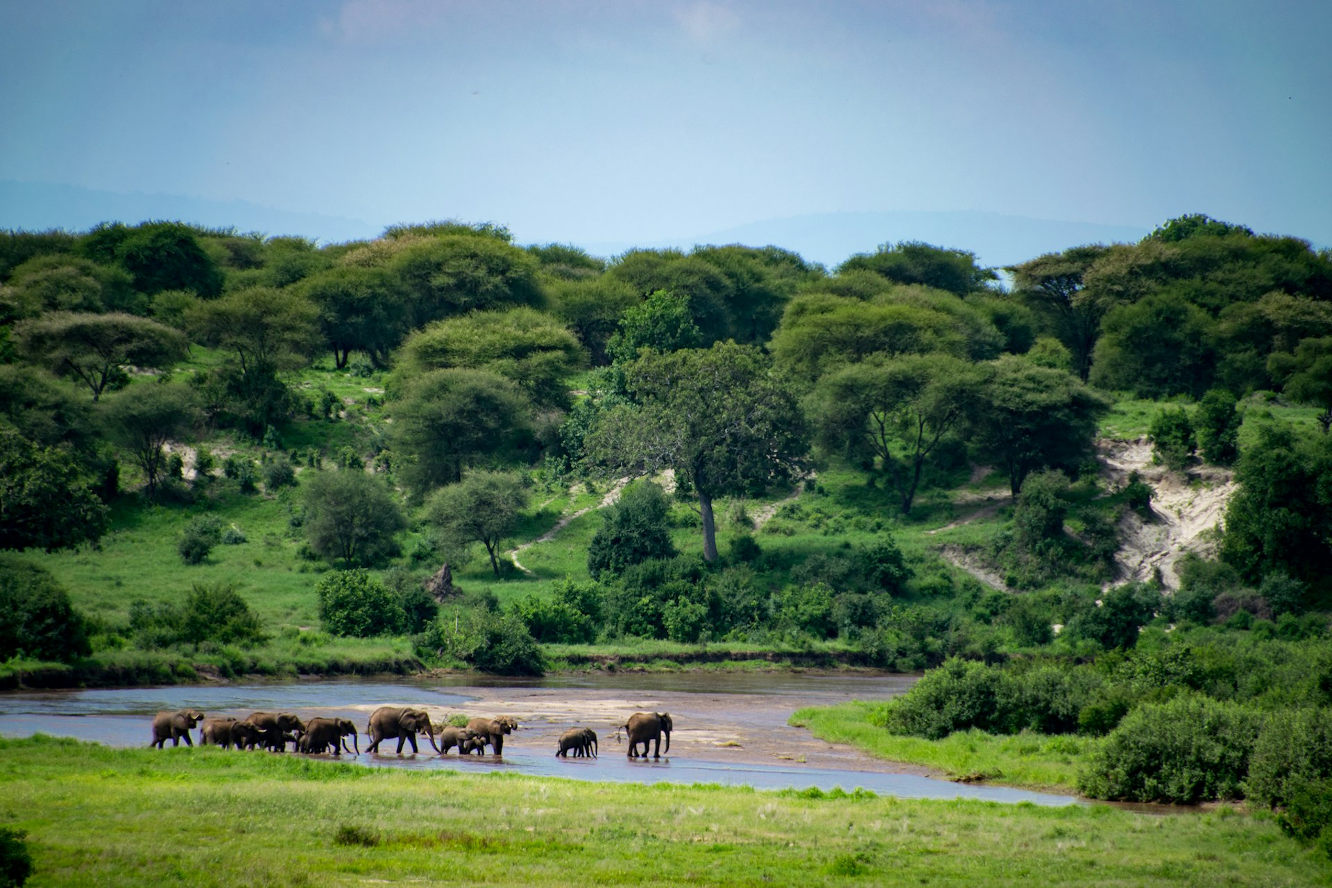 A wide shot of a family of elephants crossing a shallow river amid greenery in Tangarire National Park, Tanzania, East Africa