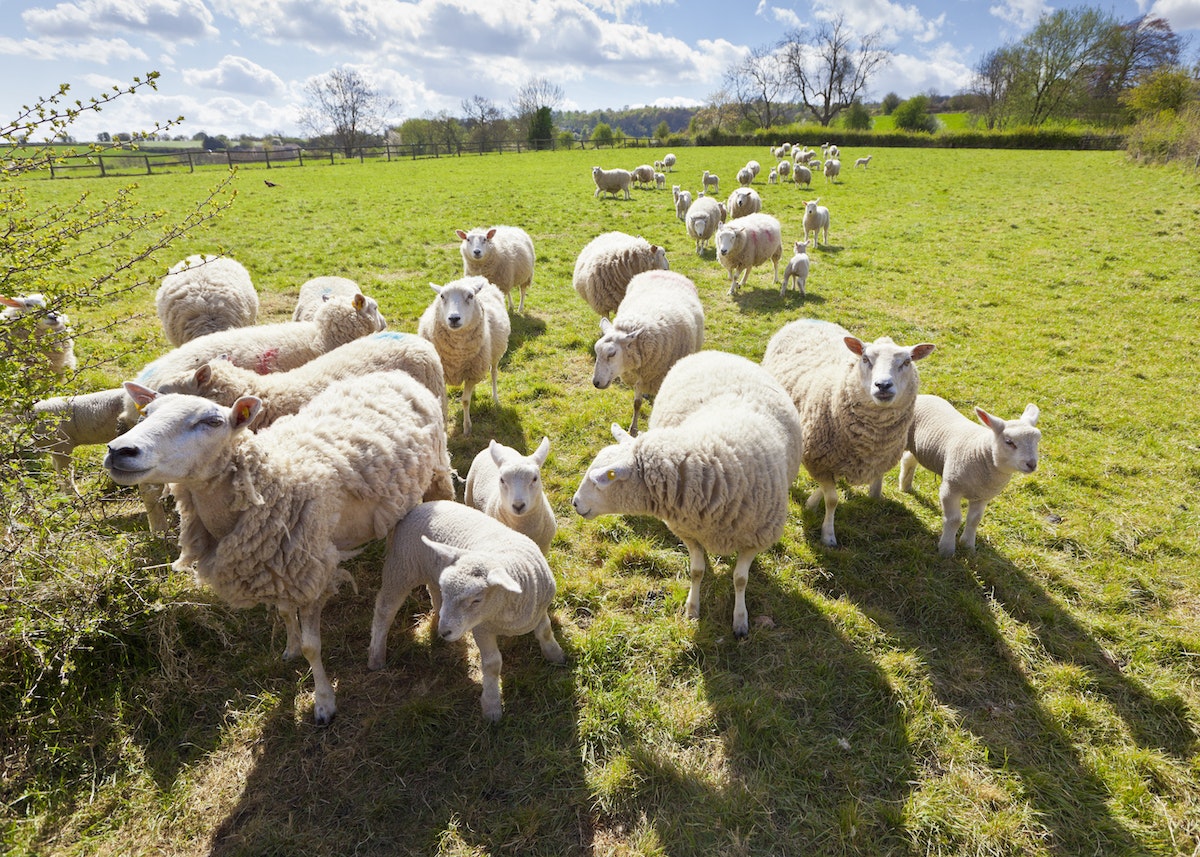Sheep and lambs on a green field in an idyllic landscape in the Cotswolds, England, United Kingdom