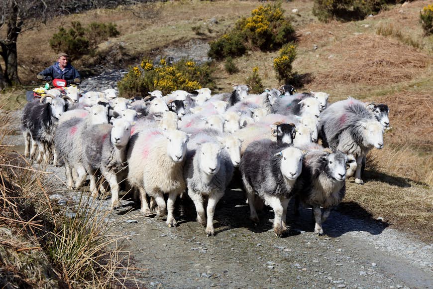 Un agriculteur sur ses troupeaux de moutons à quatre roues le long d'un chemin de montagne en Cumbria, Angleterre, RU