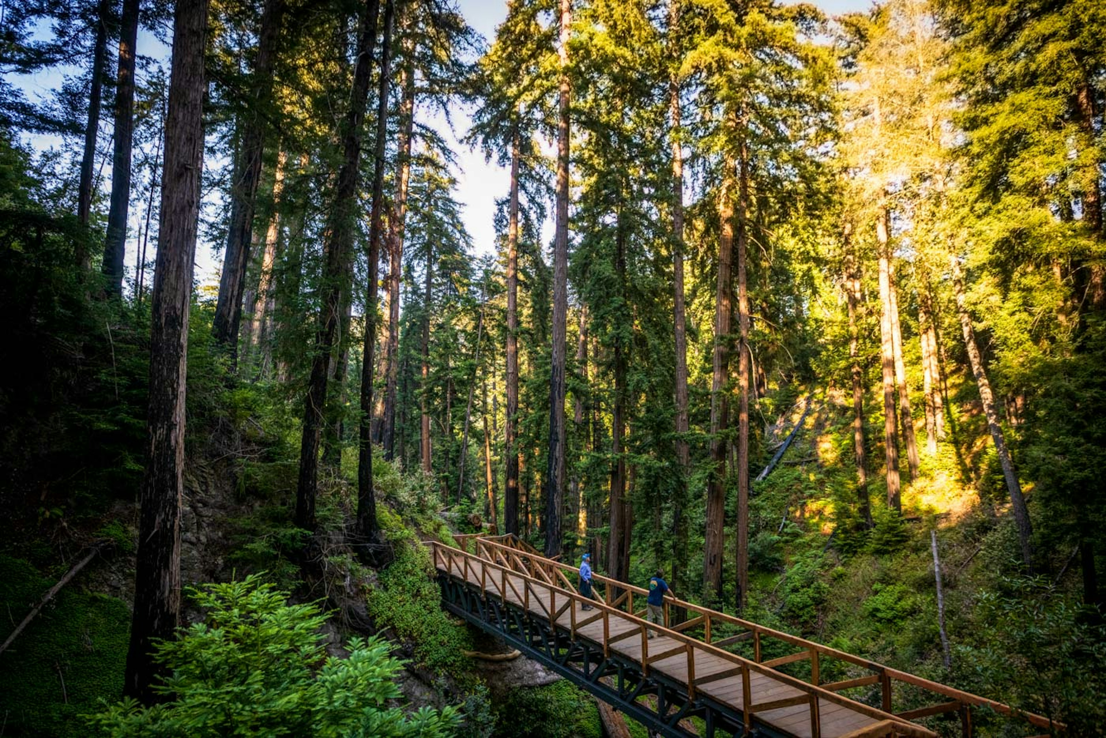 The Pfeiffer Falls Trail in California's Pfeiffer Big Sur State Park on June 1, 2021. Save the Redwoods League and California State Parks installed a 70-foot pedestrian bridge that spans the Pfeiffer Redwood Creek ravine.