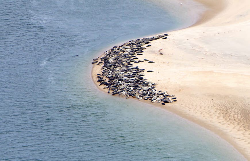 Les phoques gris et communs se rassemblent dans un énorme tas de carcasses au bord de l'eau sur l'île de Monomoy.