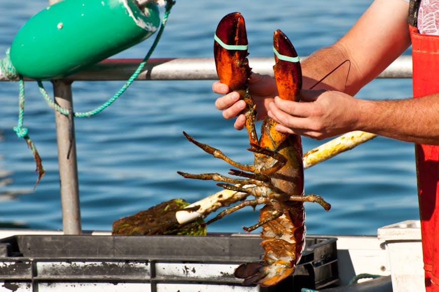 A closeup of a red lobster being held by a fisherman at sea