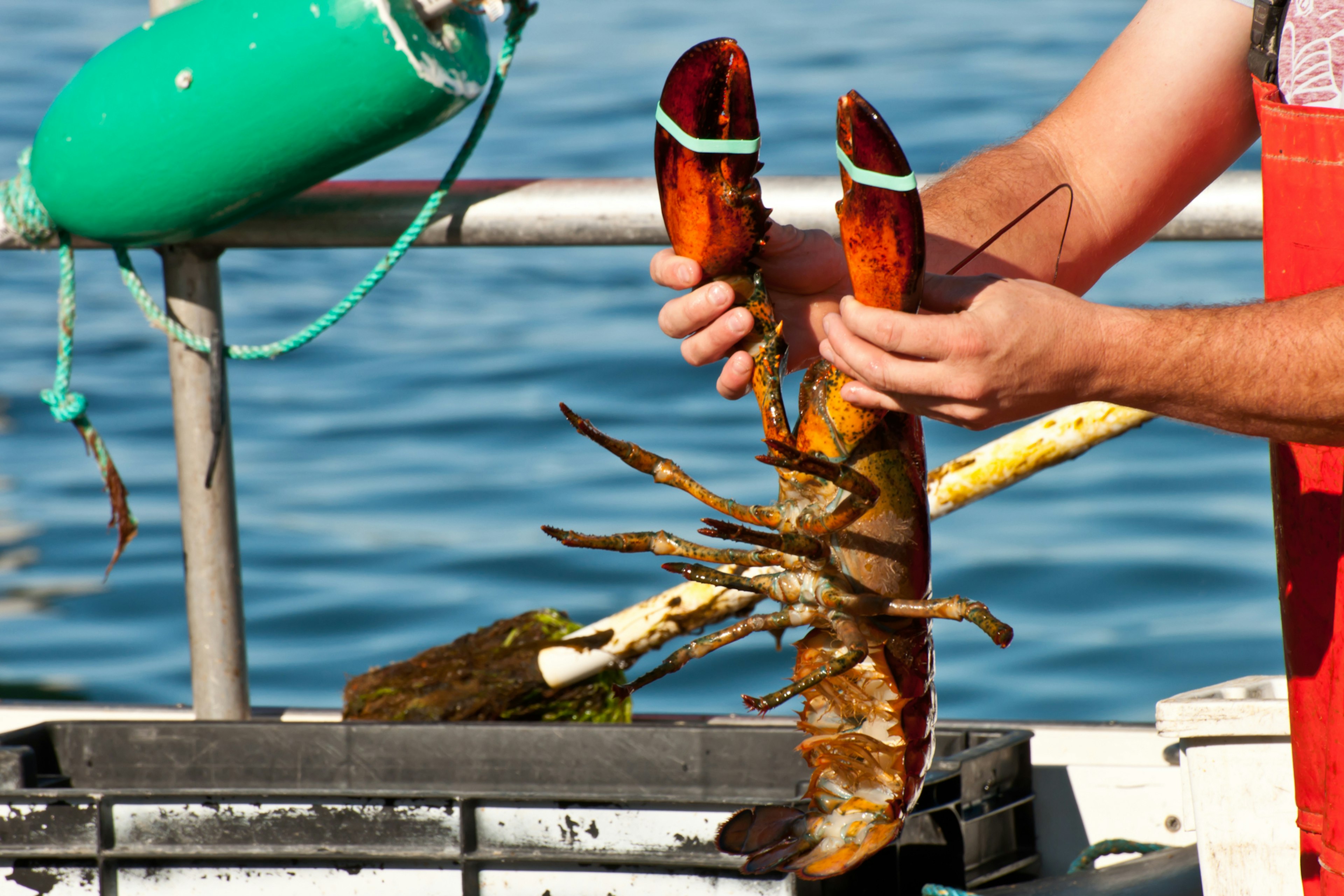 A close up of a red lobster being held by a fisher by the sea