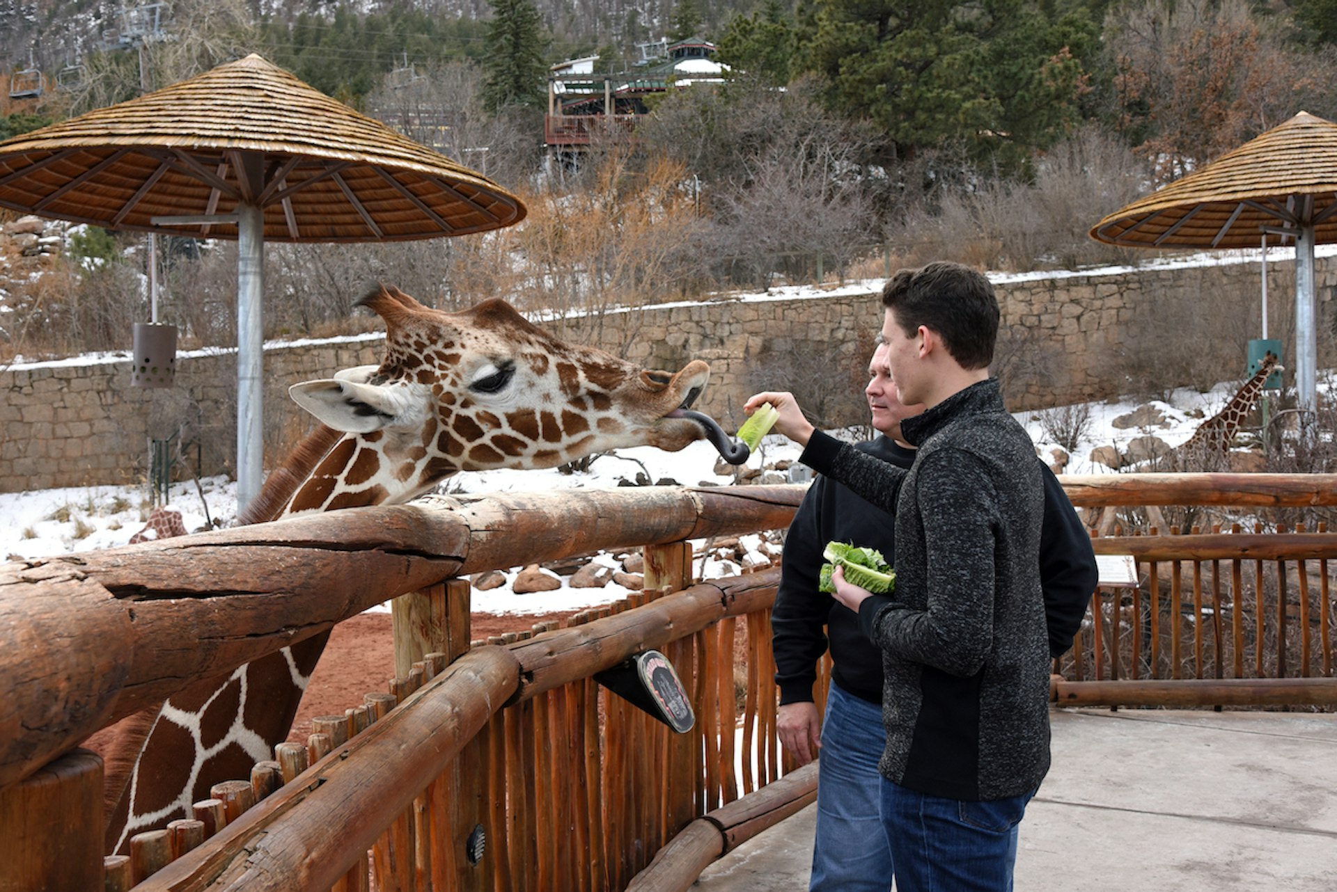 Two men feed lettuce to a giraffe in winter at Cheyenne Mountain Zoo, Colorado Springs, Colorado, USA
