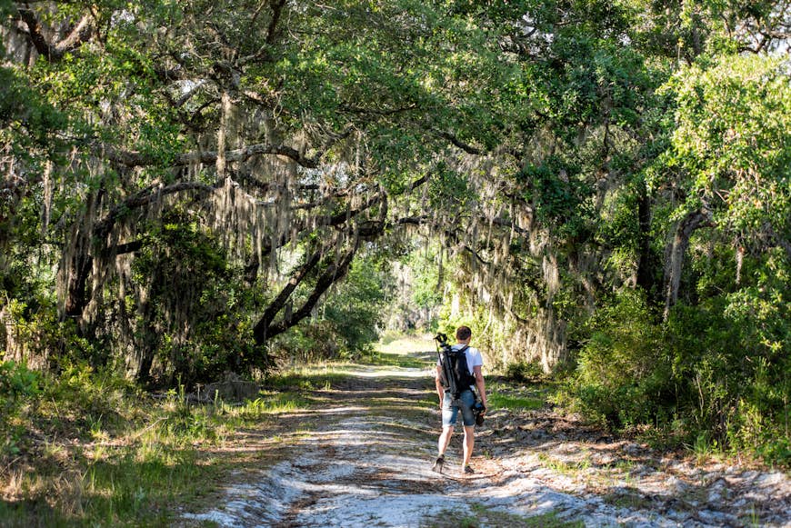 A man with a backpack hikes down a road with oak trees and Spanish moss in Myakka River State Park Wilderness Preserve, Sarasota, Florida, USA