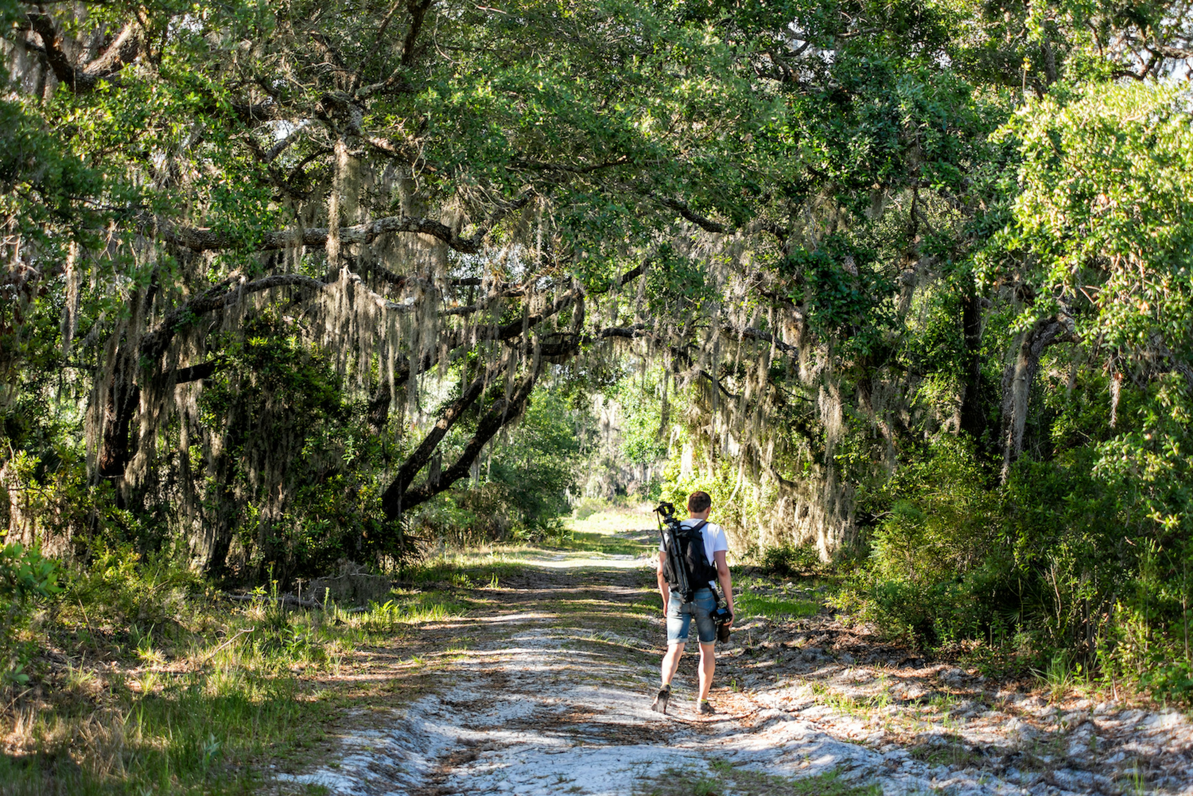 A man with a backpack hikes down a road with oak trees and Spanish moss in Myakka River State Park Wilderness Preserve, Sarasota, Florida, USA